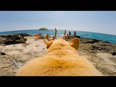 كلب متهور يقتحم الشاطئ ليسبح في البحر