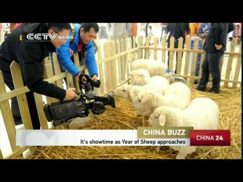 عرض لأجمل 5 خراف في الصين
