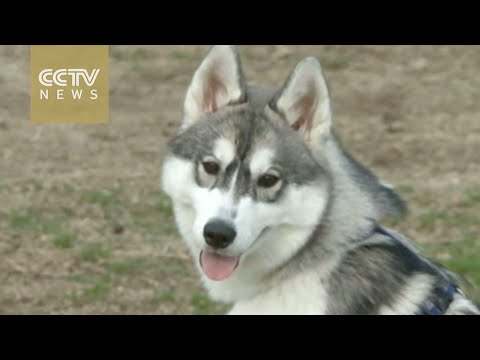 أول متنزه لصغار الكلاب في العالم