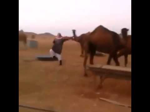 سعودي يدرب قطيعًا من الإبل على الرقص