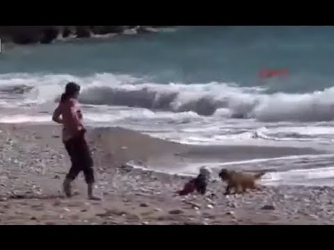 كلب يحمي رضيعًا من الغرق في غفلة من والدته