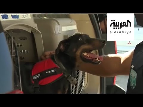 شاهد كلاب مدربة للكشف عن مصابي كورونا في السعودية