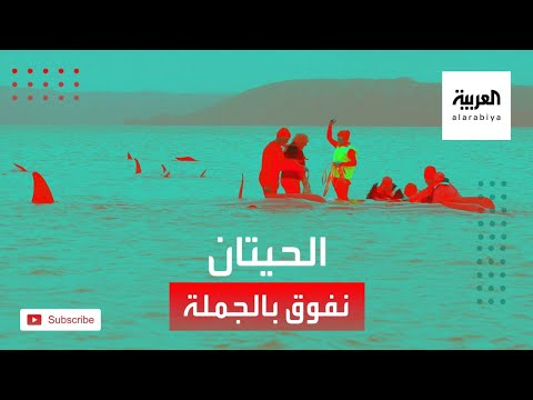 شاهد لقطات مأساوية قبالة جزيرة تسمانيا الأسترالية