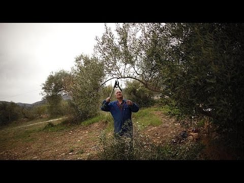 بالفيديو بكتيريا تحول إيطاليا لمنطقة موبوءة ومدمرة لأشجار الزيتون