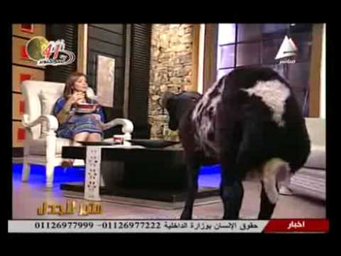 خروف في ضيافة التلفزيون المصريّ