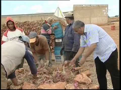 المغرب يصدّر البصل والفواكه إلى دول إفريقيا