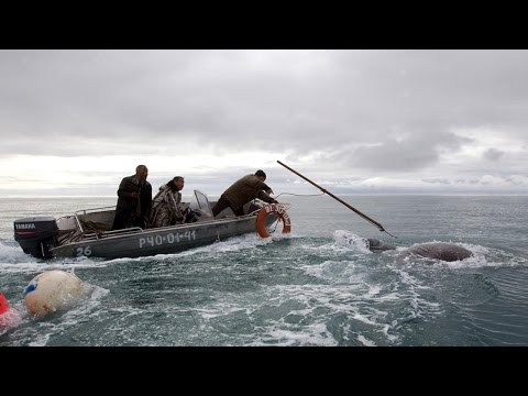 شعب تشوكشي في القطب يعيش على الصيد