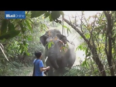 فيل يكاد يقتل تايلنديًا