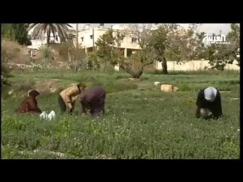 نساء يعملن في تربية النحل لإعالة ذويهن في رام الله