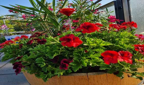 الدار البيضاء اليوم  - تفسير حلم تلقي باقة ورد في المنام